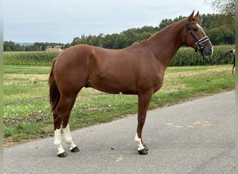 Pools warmbloed, Ruin, 3 Jaar, 162 cm, Vos