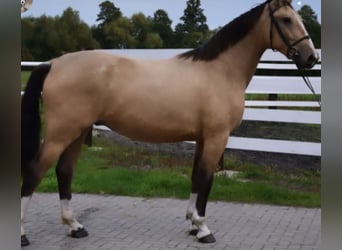 Pools warmbloed, Ruin, 3 Jaar, 173 cm, Falbe
