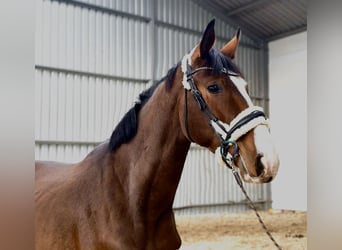 Pools warmbloed, Ruin, 3 Jaar, 174 cm, Roodbruin