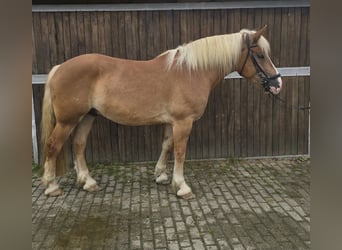 Pools warmbloed Mix, Ruin, 4 Jaar, 158 cm, Vos