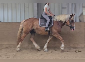 Pools warmbloed Mix, Ruin, 4 Jaar, 158 cm, Vos