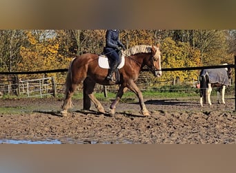 Pools warmbloed Mix, Ruin, 4 Jaar, 158 cm, Vos