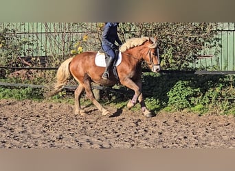 Pools warmbloed Mix, Ruin, 4 Jaar, 158 cm, Vos