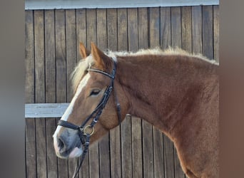 Pools warmbloed Mix, Ruin, 4 Jaar, 158 cm, Vos