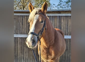 Pools warmbloed Mix, Ruin, 4 Jaar, 158 cm, Vos