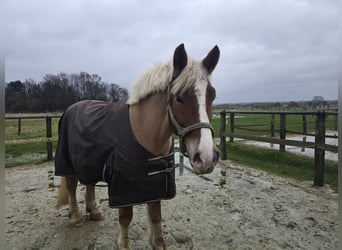 Pools warmbloed Mix, Ruin, 4 Jaar, 158 cm, Vos