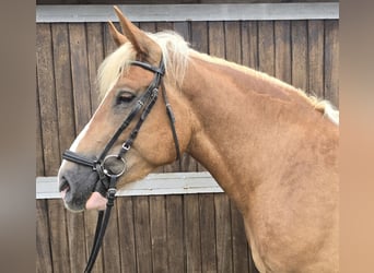 Pools warmbloed Mix, Ruin, 4 Jaar, 158 cm, Vos