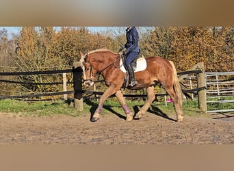 Pools warmbloed Mix, Ruin, 4 Jaar, 158 cm, Vos