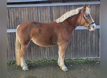 Pools warmbloed Mix, Ruin, 4 Jaar, 158 cm, Vos