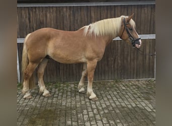 Pools warmbloed Mix, Ruin, 4 Jaar, 158 cm, Vos