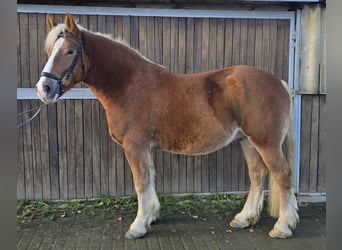 Pools warmbloed Mix, Ruin, 4 Jaar, 158 cm, Vos