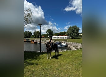 Pools warmbloed, Ruin, 4 Jaar, 170 cm, Gevlekt-paard