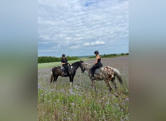 Pools warmbloed, Ruin, 4 Jaar, 170 cm, Gevlekt-paard