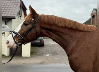 Pools warmbloed, Ruin, 4 Jaar, 172 cm, Vos