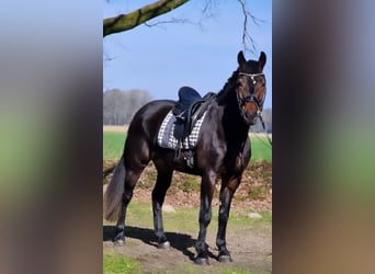 Polnisches Warmblut, Wallach, 5 Jahre, 158 cm, Brauner