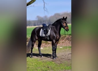 Polnisches Warmblut, Wallach, 5 Jahre, 158 cm, Brauner