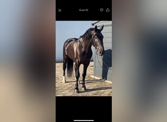 Pools warmbloed, Ruin, 5 Jaar, 164 cm, Zwart