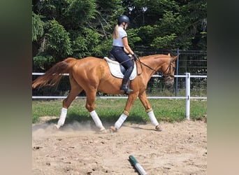 Pools warmbloed, Ruin, 5 Jaar, 165 cm, Vos
