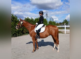 Pools warmbloed, Ruin, 5 Jaar, 165 cm, Vos