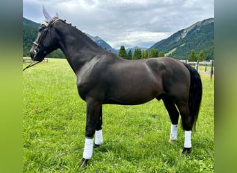 Pools warmbloed, Ruin, 5 Jaar, 166 cm, Zwart