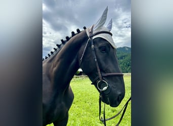 Pools warmbloed, Ruin, 5 Jaar, 166 cm, Zwart