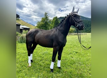 Pools warmbloed, Ruin, 5 Jaar, 166 cm, Zwart