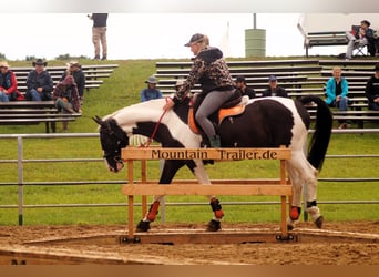Pools warmbloed, Ruin, 6 Jaar, 170 cm, Gevlekt-paard