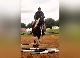 Pools warmbloed, Ruin, 6 Jaar, 170 cm, Gevlekt-paard