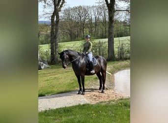 Pools warmbloed, Ruin, 7 Jaar, 160 cm, Donkerbruin