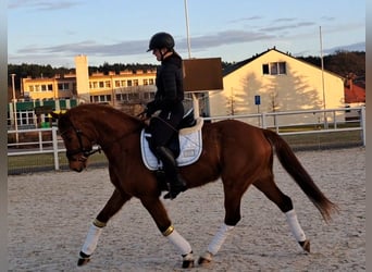 Pools warmbloed, Ruin, 7 Jaar, 162 cm, Vos