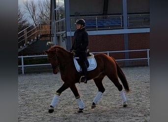 Pools warmbloed, Ruin, 7 Jaar, 162 cm, Vos