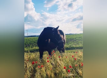 Pools warmbloed Mix, Ruin, 7 Jaar, 165 cm, Donkerbruin