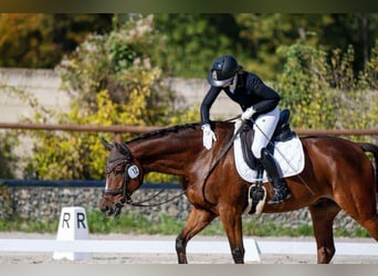 Pools warmbloed, Ruin, 7 Jaar, 167 cm, Roodbruin