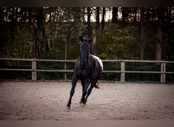 Pools warmbloed Mix, Ruin, 7 Jaar, 170 cm, Zwart