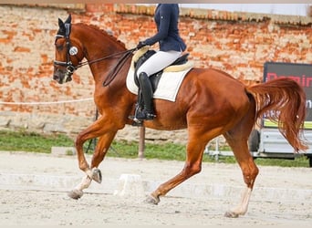 Pools warmbloed, Ruin, 7 Jaar, 175 cm, Donkere-vos