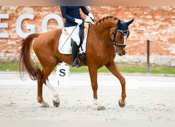 Pools warmbloed, Ruin, 7 Jaar, 175 cm, Donkere-vos