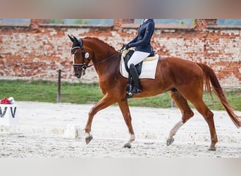 Pools warmbloed, Ruin, 7 Jaar, 175 cm, Donkere-vos