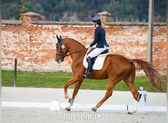Pools warmbloed, Ruin, 7 Jaar, 175 cm, Donkere-vos