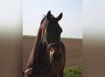 Pools warmbloed, Ruin, 8 Jaar, 162 cm, Bruin