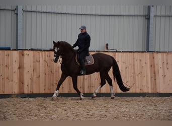 Pools warmbloed, Ruin, 8 Jaar, 169 cm, Donkere-vos