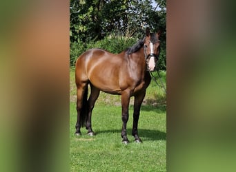 Pools warmbloed, Ruin, 9 Jaar, 168 cm, Bruin