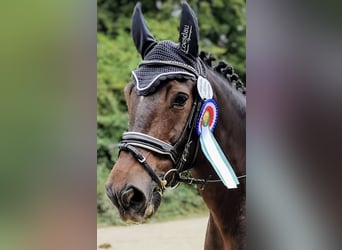 Pools warmbloed, Ruin, 9 Jaar, 172 cm, Zwartbruin