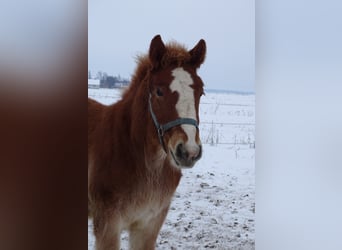 Poolse kar Bloed, Hengst, 1 Jaar, 160 cm, Vos