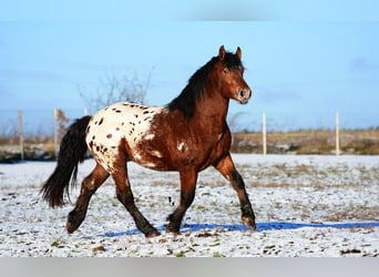Poolse kar Bloed, Hengst, 2 Jaar, 160 cm, Appaloosa