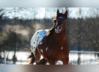 Poolse kar Bloed, Hengst, 2 Jaar, 160 cm, Appaloosa