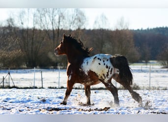 Poolse kar Bloed, Hengst, 2 Jaar, 160 cm, Appaloosa