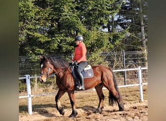 Poolse kar Bloed Mix, Merrie, 10 Jaar, 160 cm, Bruin