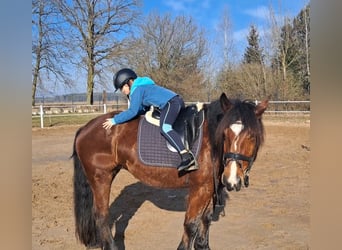 Poolse kar Bloed Mix, Merrie, 10 Jaar, 160 cm, Bruin