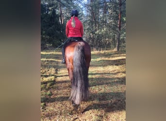 Poolse kar Bloed Mix, Merrie, 10 Jaar, 160 cm, Bruin