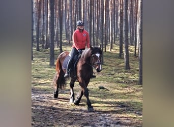 Poolse kar Bloed Mix, Merrie, 10 Jaar, 160 cm, Bruin